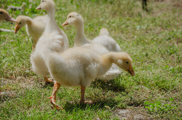 goslings walk on the grass and eat grass