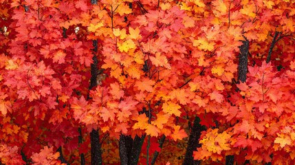 Autumn Trees with Leaves in Shades of Red 