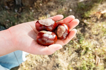 Close-Up of Hands Holding Shiny Chestnuts Outdoors