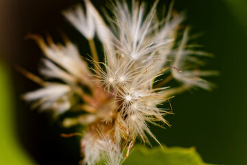 Pusteblume