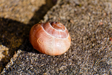 Schnecke