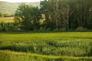 landscape with beautiful and green nature in the Republic of Moldova. Amazing green in the villages of Moldova. Summer the most beautiful season.