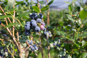 Ripe blueberries growing on bush in fruit orchard