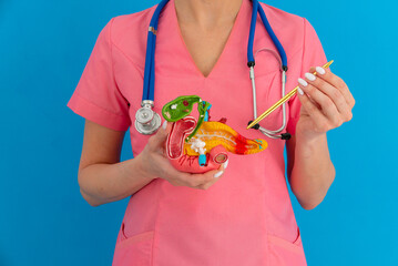 Doctor showing pen on anatomical model human pancreas closeup