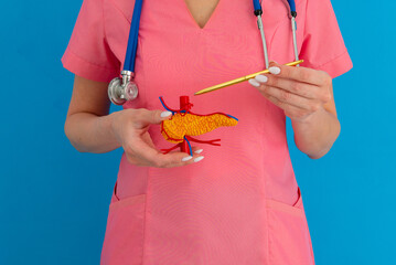Doctor showing pen on anatomical model human pancreas closeup