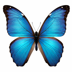 Obraz premium Vibrant Blue Morpho Butterfly - Majestic Insect