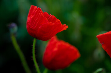 
Macro photo of poppy flower in the field. Poppies in the garden.

