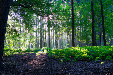 Waldlichtung