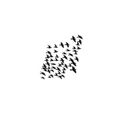 A flock of sparrows silhouetted against the morning sun on white background