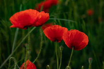 
Macro photo of poppy flower in the field. Poppies in the garden.
