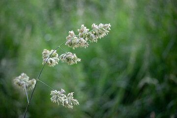 Grass flowers on a background of green grass. Selective focus.
