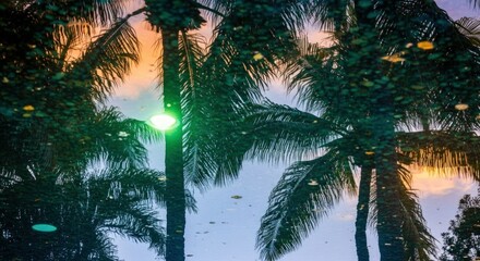 Reflection of palm trees and sunset sky with a green light flare in a water surface view scene