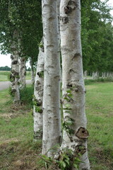 Stämme der Weißbirke