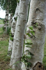 Stämme der Weißbirke