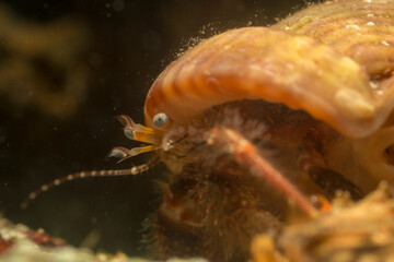 hermit crab on a coral reef (Clibanarius cuanensis) Mediterranean sea, Alghero, Sardinia, Italy