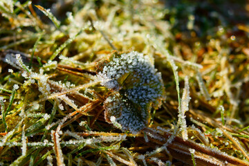 Gefrorenes Blatt