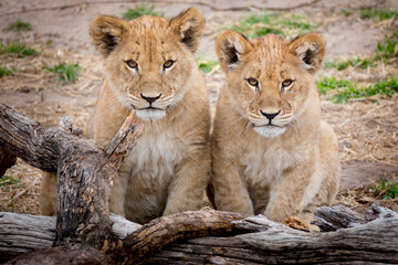 This pair of lion cubs at our local zoo took a short break from playing to pose for a portrait...