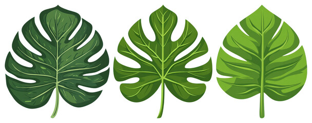 PNG Tropical leaves vibrant illustration, element set on transparent background