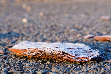 rindenscheibe auf Weg gefroren