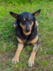 Attentive Black and Tan Dog Lying on Grass