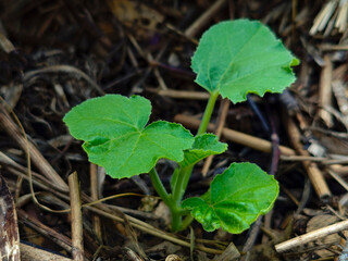 Young Green Plant Growing in Mulch