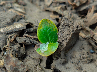 Tiny Green Sprout Emerging from the Soil