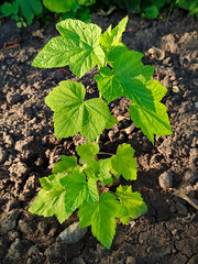 Young Green Currant Bush Growing in Soil