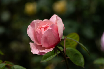 A Spring Rose