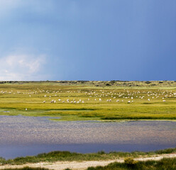Landscape composed of a strip of water that corresponds to a lake, a pasture full of sheep and a very cloudy sky