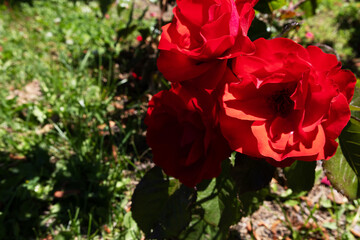Three beautiful red roses fully open in the summer sun