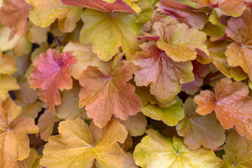 Golden leaves of Heuchera in the summer garden. Perennials, landscaping, gardening.