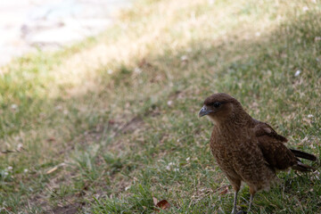 A small brown hawk on a lawn