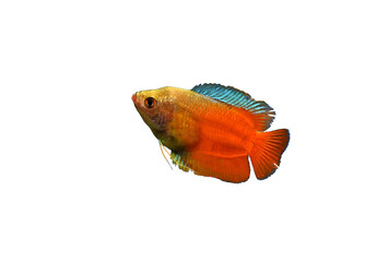 Aquarium fish lalius (Colisa lalia) of macropod family isolated on white background.
