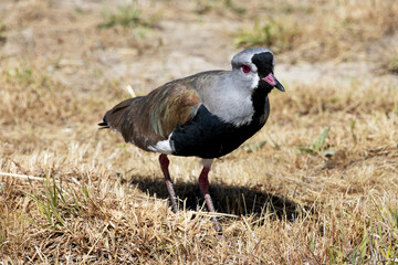 A bird popularly known as I want I want alone in a Patagonian region