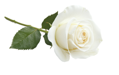 White rose with a green leaf on top