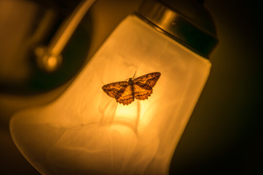 moth on a lamp