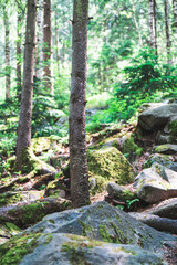 trees growing in the forest among large stones