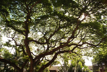 木漏れ日が差すモアナルアガーデンのオールドボトルツリー