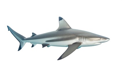 Fototapeta premium Blacktip Reef Shark with Ocean Predator.