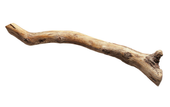 Long, thin, brown branch is shown on a white background