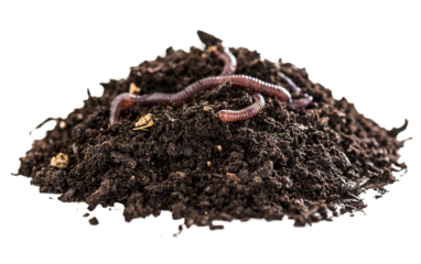 Pile of dirt with a few earthworms on top