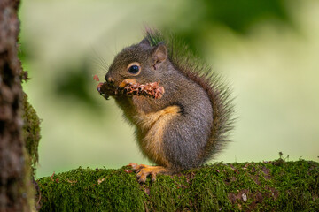 Squirrel sitting on a branch, eating