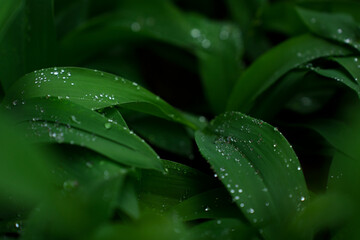 Pure green leaves hydrated clean water after rain. 