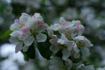 Close up of an apple tree blooming on an rainy day.
