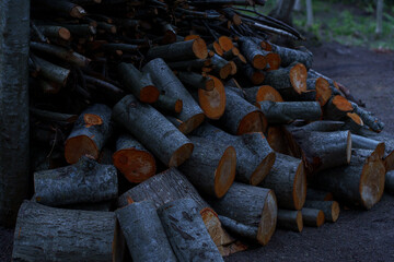A pile of freshly cut aspen trunks.