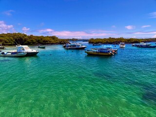 Colorful boats floating in the turquoise waters off the coast of Isabela Island, Gal&aacute;pagos, surrounded by lush mangroves under a clear blue sky.
