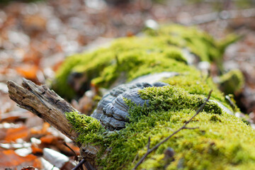 Pilz