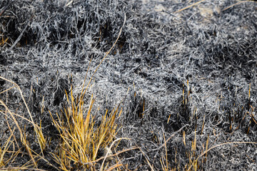 Burnt Dry Grass Texture Background
