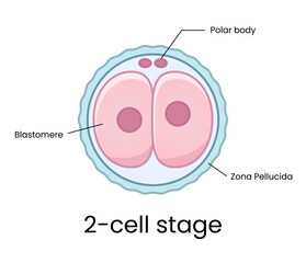 Development of fertilized oocyte - 2-cell stage