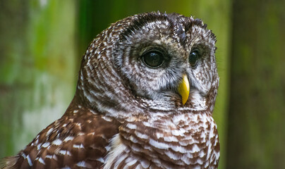 Barred Wisdom
